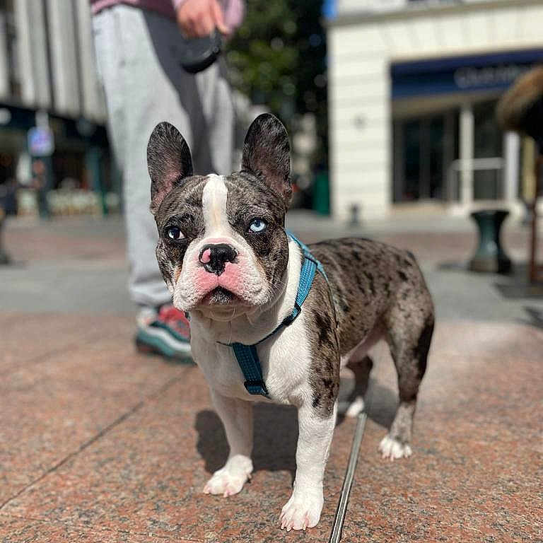 Sonny