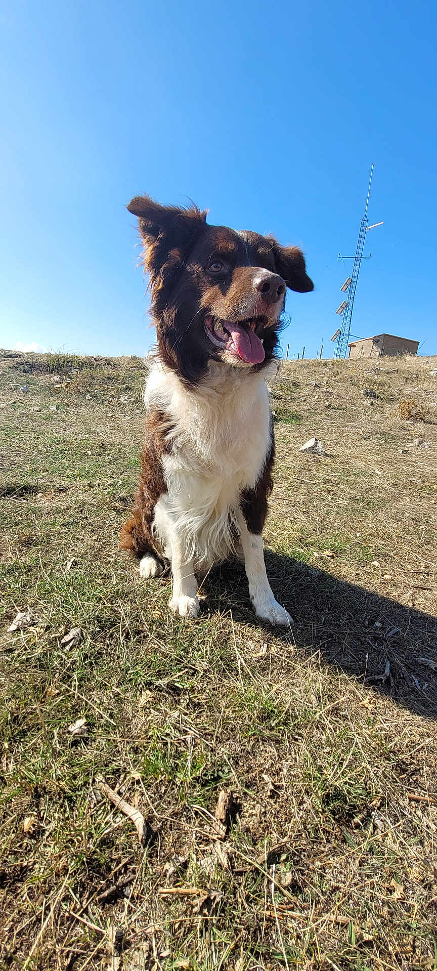 Lewis a rejoint le concours — aidez-le/la à gagner de superbes lots ! dog, outdoor, grass, hill, blue_sky, sunny, pet, canine, nature, happy, tongue_out, ears_up, sitting, animal, fur, brown_and_white, daytime, field, playful, alert