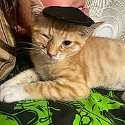 George joined the competition — help win amazing prizes! animal, cat, closeup, cozy, cute, domestic, fabric, face, fan, fur, hat, indoor, kitten, orange_tabby, pattern, person, pet, resting, smile, whiskers