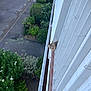 Cookie a rejoint le concours — aidez-le/la à gagner de superbes lots ! animal, balcony, building, car, cat, curious, daylight, greenery, nature, outdoor, peeking, plants, residential, road, shrubbery, side_view, street, tile_floor, urban, window
