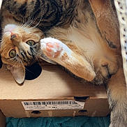 Cookie a rejoint le concours — aidez-le/la à gagner de superbes lots ! cat, tabby, cardboard_box, blue_blanket, paw_pads, fur, pet, indoor, relaxed, cute, whiskers, tail, sleepy, cozy, animal, mammal, domestic, feline, cute_paws, resting
