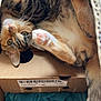 cat, tabby, cardboard_box, blue_blanket, paw_pads, fur, pet, indoor, relaxed, cute, whiskers, tail, sleepy, cozy, animal, mammal, domestic, feline, cute_paws, resting