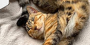 Cookie participe au concours pour gagner de l'argent avec cette photo : cat, tabby_cat, sleeping, stretching, cozy, blanket, soft_texture, cardboard_box, wooden_floor, indoor, pet, feline, relaxation, cute, fur, whiskers, paw, animal, domestic_animal, rest