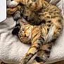 cat, tabby_cat, sleeping, stretching, cozy, blanket, soft_texture, cardboard_box, wooden_floor, indoor, pet, feline, relaxation, cute, fur, whiskers, paw, animal, domestic_animal, rest