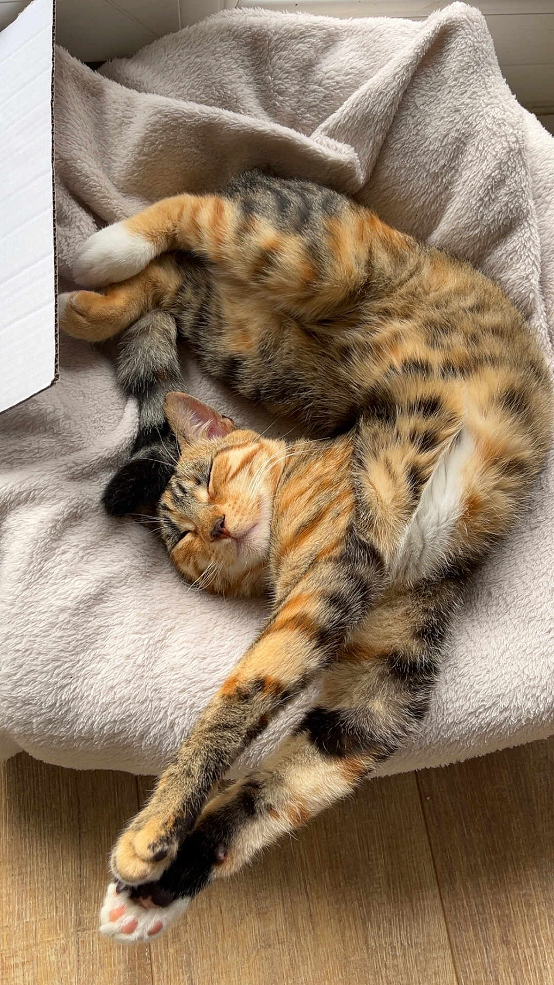 Cookie participe au concours pour gagner de l'argent avec cette photo : cat, tabby_cat, sleeping, stretching, cozy, blanket, soft_texture, cardboard_box, wooden_floor, indoor, pet, feline, relaxation, cute, fur, whiskers, paw, animal, domestic_animal, rest