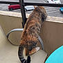 Cookie participe au concours pour gagner de l'argent avec cette photo : animal, balcony, car, cat, chair, curious, daylight, feline, fur, metal, observation, outdoor, parking_lot, pet, railing, striped, tabby, table, tail, urban