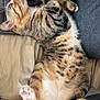 Cookie participe au concours pour gagner de l'argent avec cette photo : cat, tabby, sleeping, paw, fur, pink_paw_pads, striped, relaxed, bed, blanket, clothing, cozy, indoor, resting, cute, animal, pet, feline, soft, lying_down