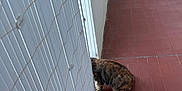 Cookie a rejoint le concours — aidez-le/la à gagner de superbes lots ! animal, balcony, brown_cat, cat, container, corner, curious, daylight, floor, hidden, home, outdoor, partial_view, pet, plant_pot, quiet, striped, tile_floor, wall, white_fence