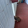 animal, balcony, brown_cat, cat, container, corner, curious, daylight, floor, hidden, home, outdoor, partial_view, pet, plant_pot, quiet, striped, tile_floor, wall, white_fence