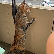 Cookie a rejoint le concours — aidez-le/la à gagner de superbes lots ! animal, balcony, building, car, cat, concrete, curious, daylight, feline, looking, outdoor, parking_lot, pet, railing, side_view, standing, striped_fur, tabby, urban, white_paws