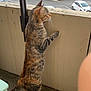 animal, balcony, building, car, cat, concrete, curious, daylight, feline, looking, outdoor, parking_lot, pet, railing, side_view, standing, striped_fur, tabby, urban, white_paws