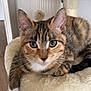 abyssinian, animal, appliance, armchair, brasssection, cat, chair, couch, cushion, furniture, hardwood, homedecor, horn, indoors, kitten, manx, musicalinstrument, pet, siamese, wood