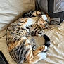 Cookie a rejoint le concours — aidez-le/la à gagner de superbes lots ! cat, tabby, sleeping, paw, couch, pillow, fur, striped, beige, relaxing, indoor, pet, cute, animal, resting, soft_light, cozy, whiskers, tail, domestic_cat
