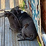 cat, dog, wooden_deck, sunlight, rug, outdoor, pet, animal, gray_cat, black_dog, side_by_side, relaxing, companion, furry, tail, ears, resting, daylight, peaceful, colorful_rug