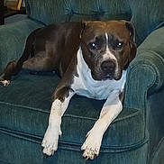 Gracie joined the competition — help win amazing prizes! animal, armchair, brown_and_white, canine, companion, couch, dog, domestic_animal, ears, fur, furniture, household, indoor, living_room, paw, pet, relaxed, resting, seat, snout