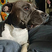 Gracie joined the competition — help win amazing prizes! dog, pet, close_up, indoor, bed, bedding, portrait, canine, animal, resting, sunflower_painting, wall_art, furniture, comfort, relaxed, brown_eyes, white_and_brown_fur, paw, snout, ears