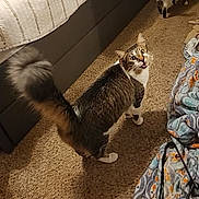 Henry James joined the competition — help win amazing prizes! animal, bed, bedroom, blanket, cable, carpet, cat, cats, cozy, feline, floor, fur, indoor, meowing, pet, room, striped_cat, tail, walking, white_cat
