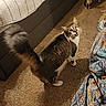 animal, bed, bedroom, blanket, cable, carpet, cat, cats, cozy, feline, floor, fur, indoor, meowing, pet, room, striped_cat, tail, walking, white_cat