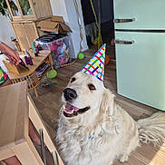 Tigrou a rejoint le concours — aidez-le/la à gagner de superbes lots ! dog, golden_retriever, party_hat, indoor, balloons, flooring, furniture, table, cabinet, refrigerator, celebration, smiling, pet, happy, decorations, human_hand, wooden_floor, colorful, fur, tail