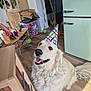 dog, golden_retriever, party_hat, indoor, balloons, flooring, furniture, table, cabinet, refrigerator, celebration, smiling, pet, happy, decorations, human_hand, wooden_floor, colorful, fur, tail