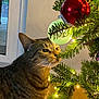 cat, tabby, christmas_tree, ornament, lights, indoor, curious, decorations, holiday, greenery, feline, pet, closeup, window, floor, whiskers, branch, festive, domestic_animal, animal