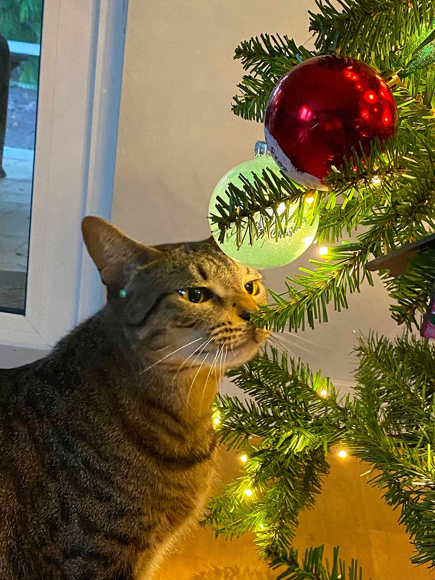 Max is registered to the contest to win money with this photo: cat, tabby, christmas_tree, ornament, lights, indoor, curious, decorations, holiday, greenery, feline, pet, closeup, window, floor, whiskers, branch, festive, domestic_animal, animal