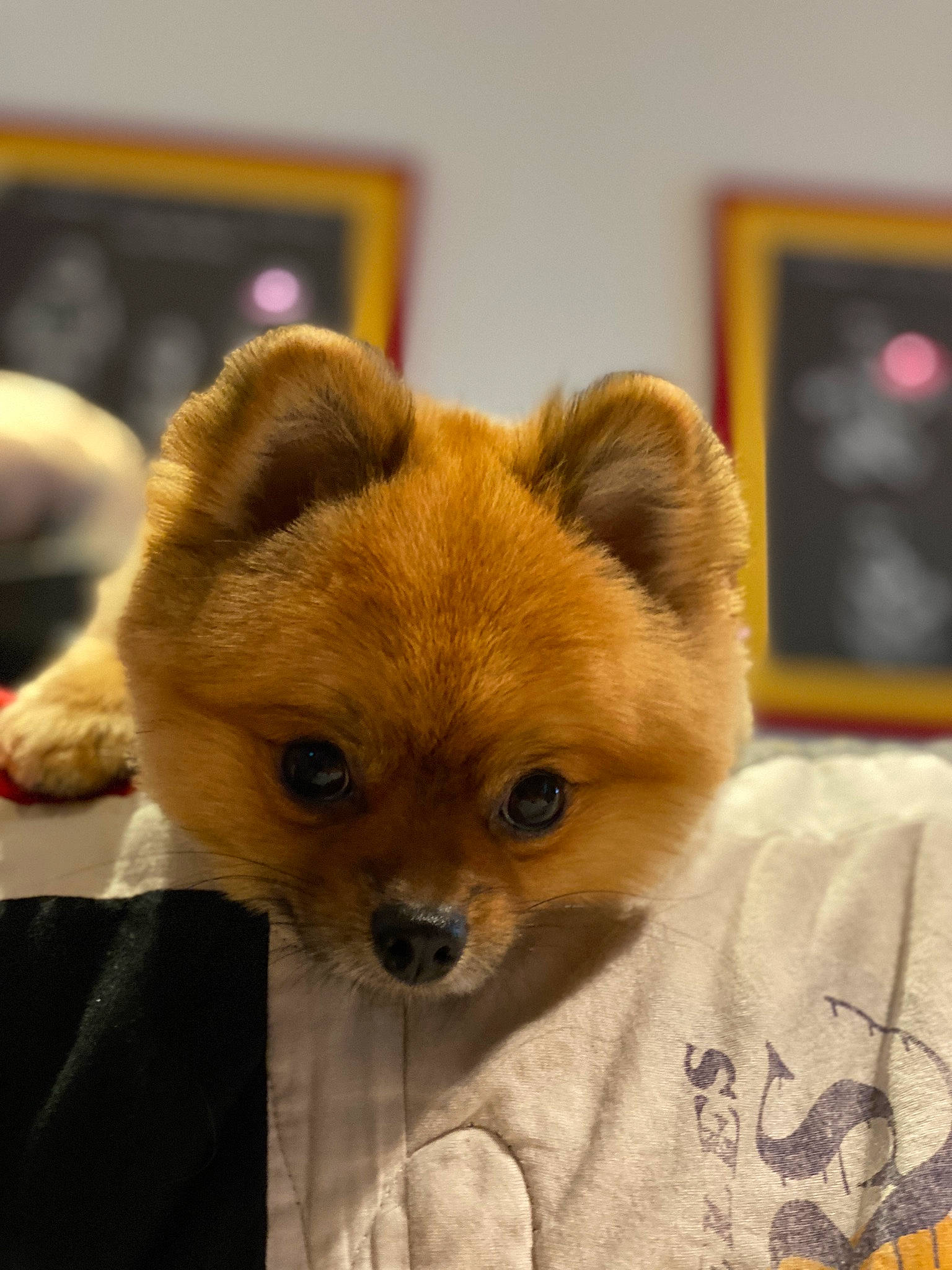 Bruno joined the competition — help win amazing prizes! bed, canidae, carnivore, comfort, companion_dog, corgi_chihuahua, dog, dog_breed, dog_supply, fawn, fur, picture_frame, puppy, snout, spitz, sporting_group, terrestrial_animal, toy_dog, whiskers, working_animal