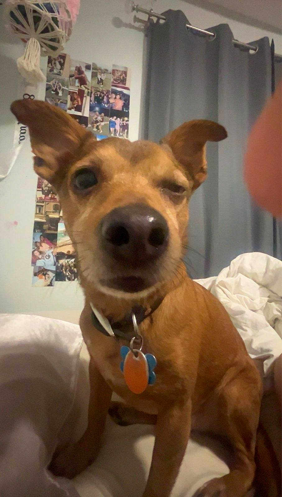 Scout joined the competition — help win amazing prizes! dog, brown_dog, pet, bed, indoor, curtain, wall_photos, collar, dog_tag, winking, close_up, small_dog, cute, animal, canine, domestic_animal, furniture, bedroom, photo_wall, sitting