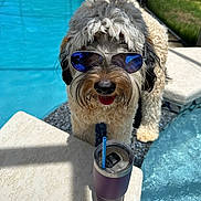 Ted Lasso joined the competition — help win amazing prizes! blue, canine, concrete, cool, dog, drink, drink_tumbler, fluffy, happy, outdoor, pet, pool, reflection, relaxing, shadows, summer, sunglasses, sunlight, tongue_out, water