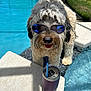 blue, canine, concrete, cool, dog, drink, drink_tumbler, fluffy, happy, outdoor, pet, pool, reflection, relaxing, shadows, summer, sunglasses, sunlight, tongue_out, water