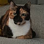 cat, calico, green_eyes, pet, feline, indoor, resting, fur, whiskers, cute, animal, mammal, closeup, portrait, domestic, cozy, relaxed, texture, sofa, home