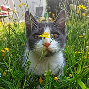 Milo participe au concours pour gagner de l'argent avec cette photo : cat, gray_and_white, wildflowers, yellow_flowers, grass, outdoor, close_up, nose, whiskers, ears, nature, curious, pet, feline, flora, spring, greenery, animal, cute, portrait