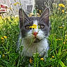 cat, gray_and_white, wildflowers, yellow_flowers, grass, outdoor, close_up, nose, whiskers, ears, nature, curious, pet, feline, flora, spring, greenery, animal, cute, portrait