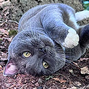 Spud is registered to the contest to win money with this photo: animal, cat, close_up, curious, cute, fur, gray_cat, leaves, lying_down, mammal, nature, outdoor, pet, relaxed, soil, tree_bark, whiskers, white_paws, wildlife, yellow_eyes