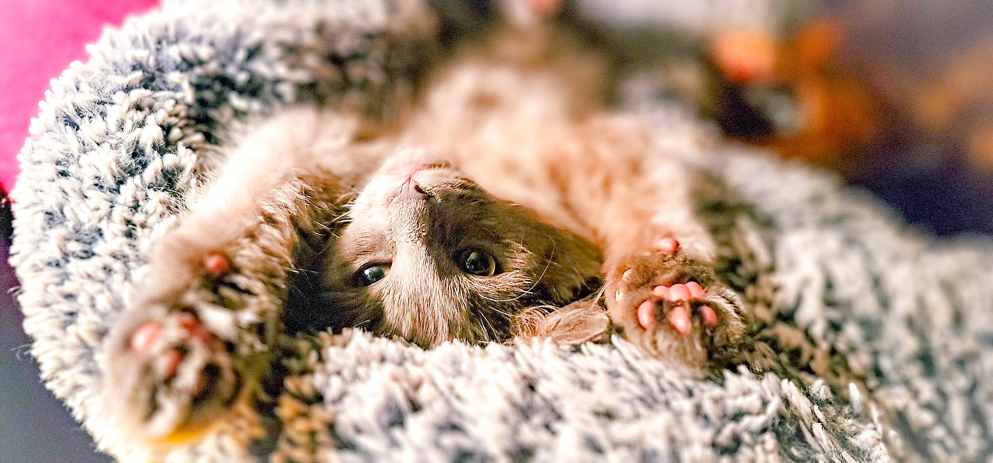 Thunderfluff joined the competition — help win amazing prizes! beak, bird_of_prey, claw, close_up, common_chimpanzee, fawn, fur, grass, liver, nose, paw, primate, small_to_medium_sized_cats, snout, soil, terrestrial_animal, whiskers, wildlife, wrinkle