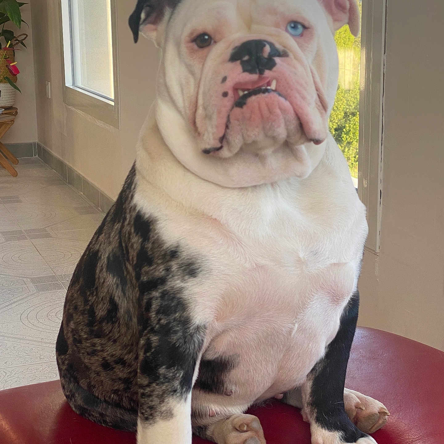 Aiko a rejoint le concours — aidez-le/la à gagner de superbes lots ! animal, blue_eye, brown_eye, bulldog, dog, expression, face, fur, heterochromia, indoor, light, paw, pet, plant, red_cushion, shadow, sitting, snout, tile_floor, window