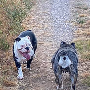 Aiko Et Gani a rejoint le concours — aidez-le/la à gagner de superbes lots ! dogs, bulldogs, english_bulldog, french_bulldog, pets, animals, outdoors, countryside, gravel_path, walking, standing, tongue_out, wrinkled_face, black_and_white, brindle, dry_grass, summer, nature, funny, rear_view
