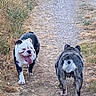 dogs, bulldogs, english_bulldog, french_bulldog, pets, animals, outdoors, countryside, gravel_path, walking, standing, tongue_out, wrinkled_face, black_and_white, brindle, dry_grass, summer, nature, funny, rear_view