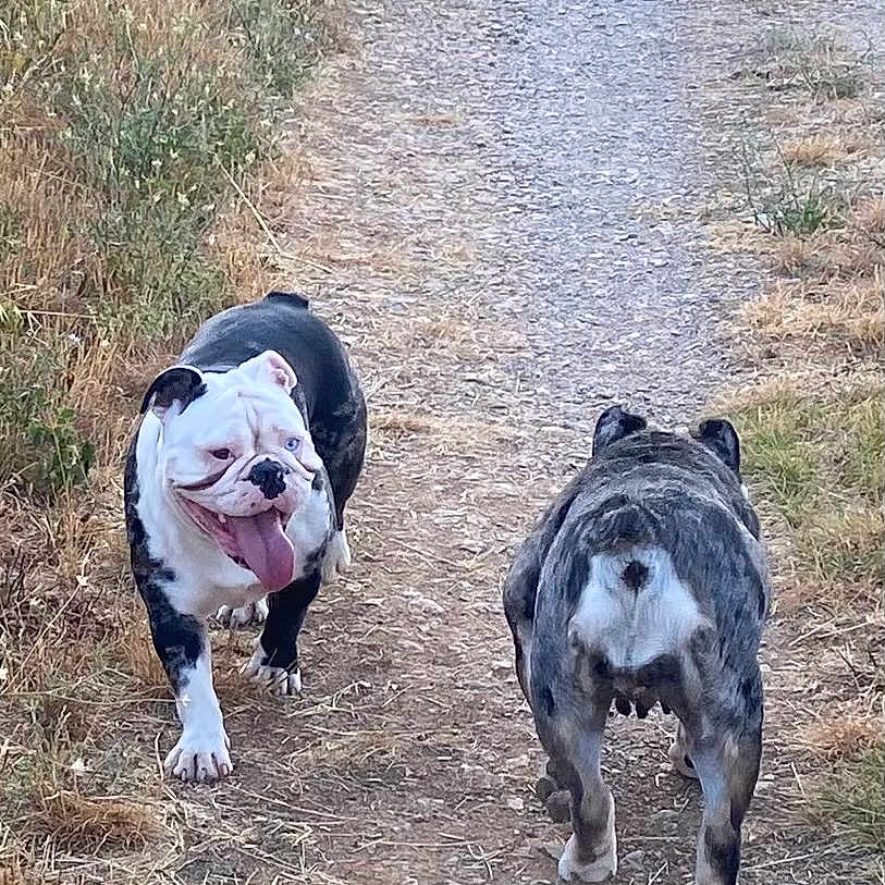 Aiko Et Gani
