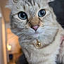 cat, close_up, blue_eyes, whiskers, collar, bell, indoor, portrait, furry, feline, cute, domestic_cat, pink_nose, ears, shallow_depth_of_field, blurred_background, pet, cozy, household, face_focus