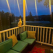 Kaya joined the competition — help win amazing prizes! cat, porch, string_lights, cushions, pillows, chair, railing, night, outdoor, house, tree, rug, candle, table, sky, quiet, evening, relaxation, furniture, animal