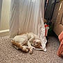 cat, orange_cat, white_cat, curled_up, carpet, curtain, indoor, natural_light, relaxed, pet, feline, floor, cozy, home, toy, furniture, window_light, sleeping, domestic_animal, quiet