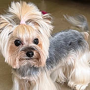 Litchie participe au concours pour gagner de l'argent avec cette photo : dog, yorkshire_terrier, small_dog, pet, animal, fluffy, long_hair, pony_tail, bow, brown_and_gray, standing, looking_at_camera, wagging_tail, indoors, living_room, ornate_furniture, white_table, floor, portrait, cute