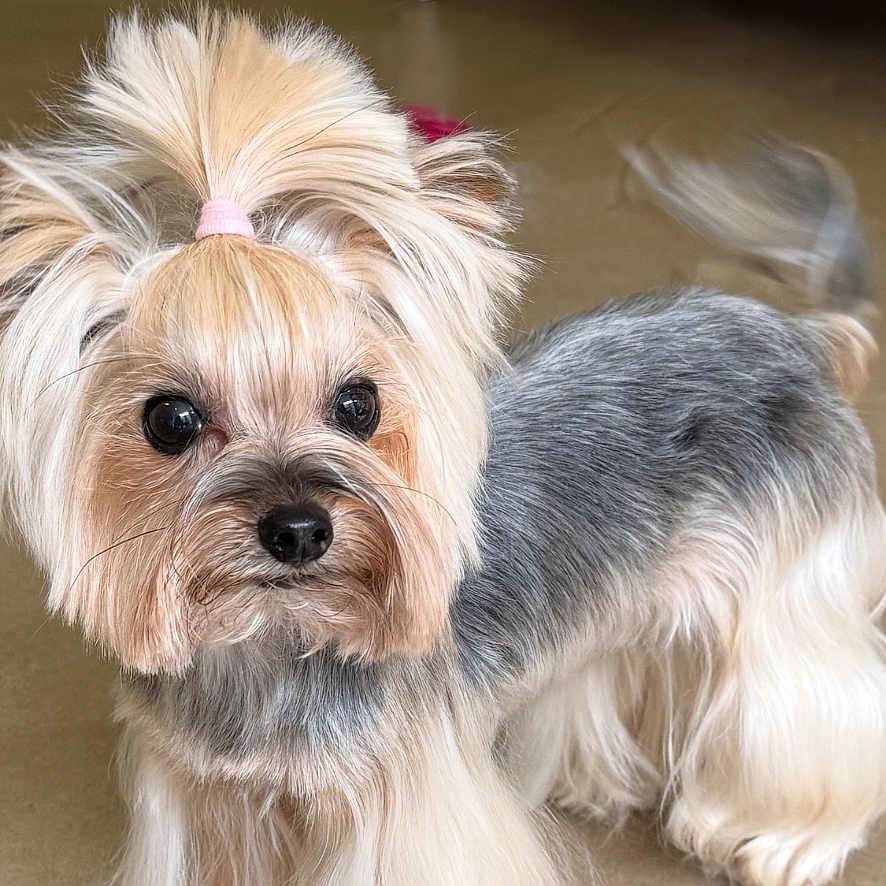 Litchie participe au concours pour gagner de l'argent avec cette photo : dog, yorkshire_terrier, small_dog, pet, animal, fluffy, long_hair, pony_tail, bow, brown_and_gray, standing, looking_at_camera, wagging_tail, indoors, living_room, ornate_furniture, white_table, floor, portrait, cute