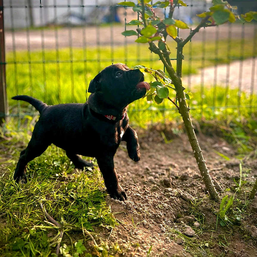 Sandjo a rejoint le concours — aidez-le/la à gagner de superbes lots ! animal, backyard, canine, dog, fence, grass, hound, labradorretriever, leaf, nature, outdoors, pet, plant, pointer, puppy, silhouette, soil, tree, vegetation, yard