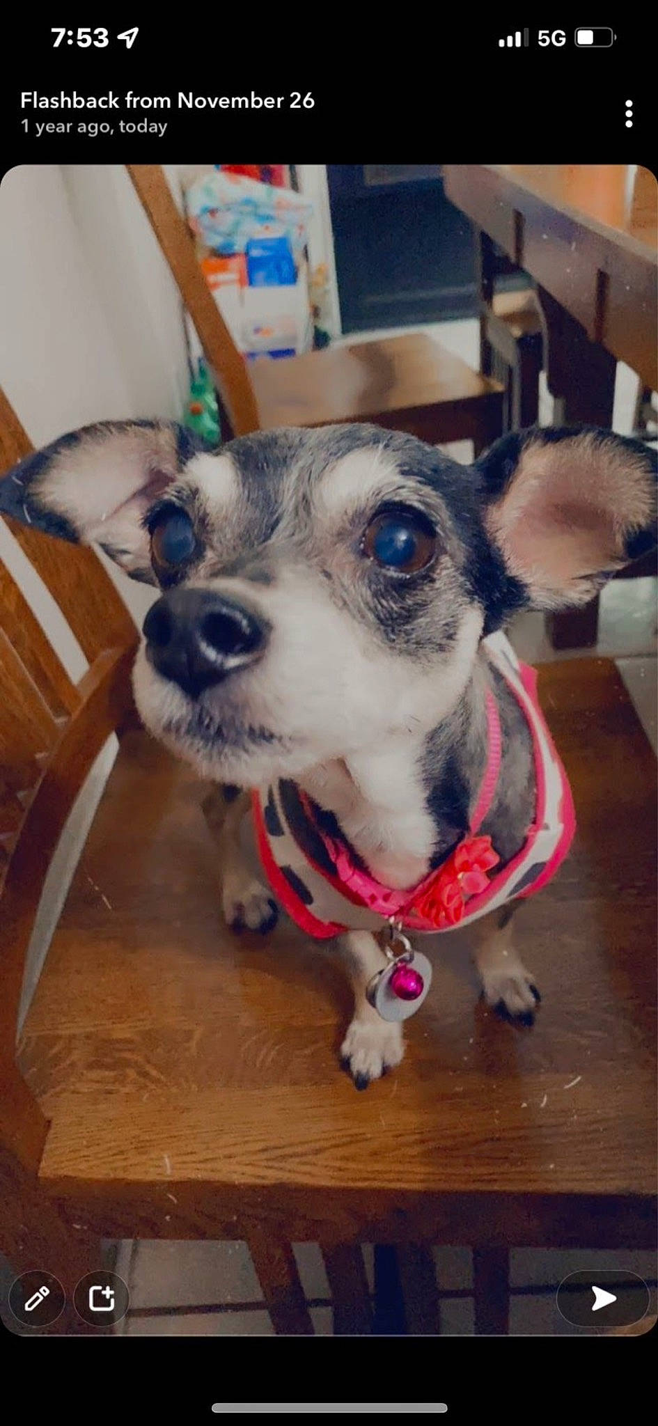 Bella is registered to the contest to win money with this photo: canidae, carnivore, chair, collar, companion_dog, dog, dog_breed, dog_collar, ear, eyewear, fashion_accessory, fawn, fur, furniture, hardwood, snout, sporting_group, whiskers, wood, working_animal