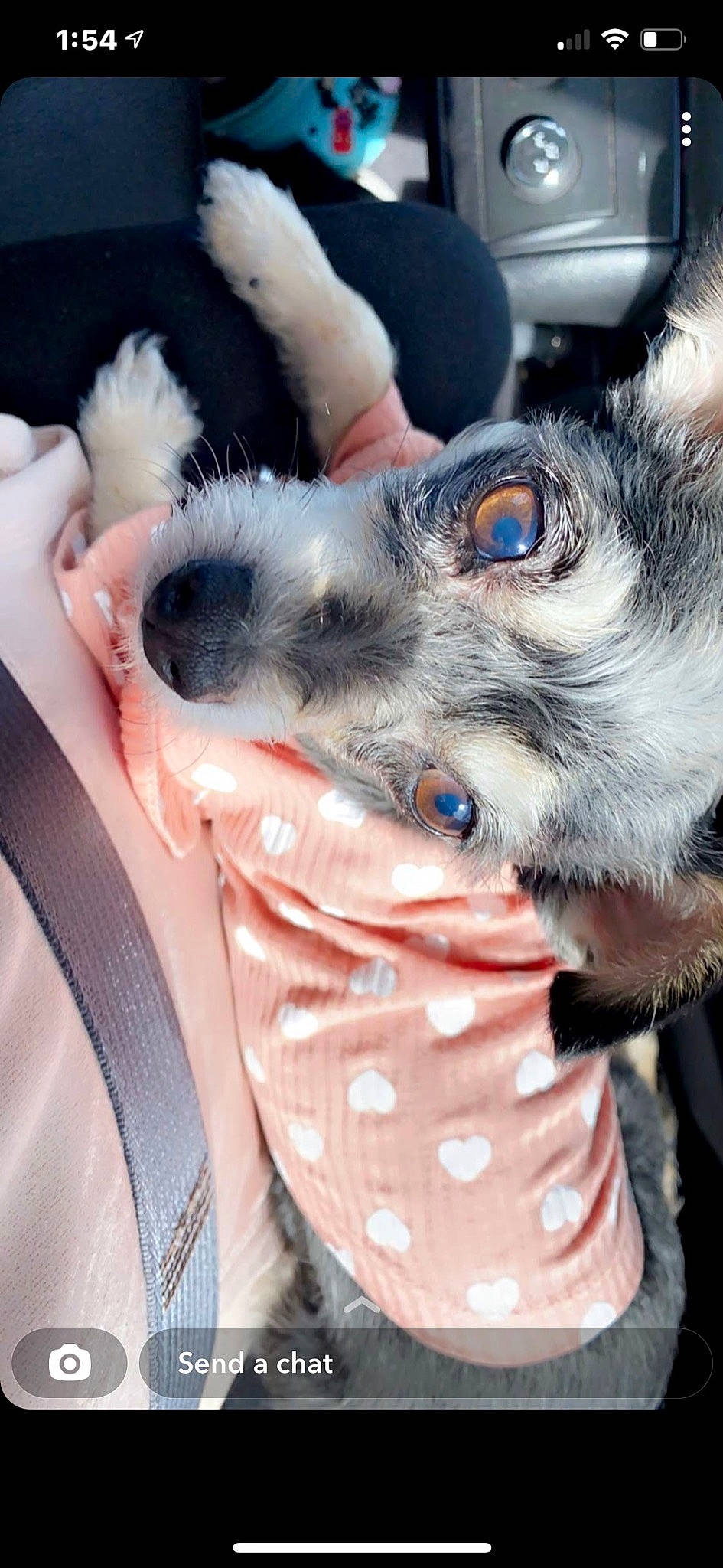 Bella is registered to the contest to win money with this photo: canidae, carnivore, claw, companion_dog, dog_breed, eyewear, fawn, felidae, fur, gesture, mammal, nail, paw, puppy_love, snout, sporting_group, temporary_tattoo, toy_dog, whiskers, wildlife_biologist