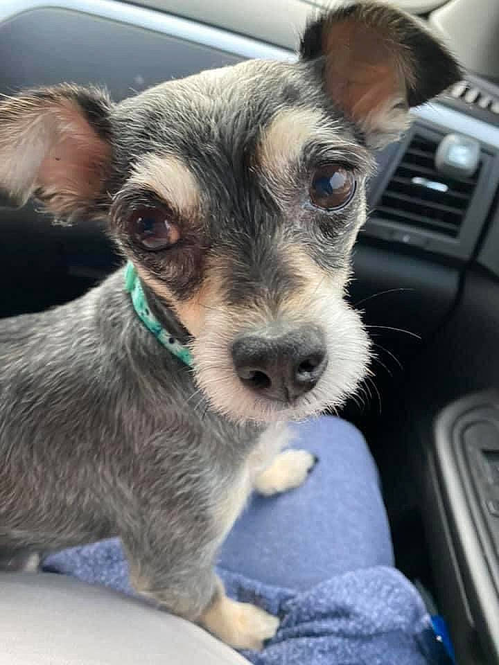 Bella joined the competition — help win amazing prizes! auto_part, blue, canidae, car, carnivore, collar, companion_dog, dog, dog_breed, fawn, fur, personal_luxury_car, sporting_group, steering_wheel, terrestrial_animal, toy_dog, vehicle, whiskers, windshield, working_animal