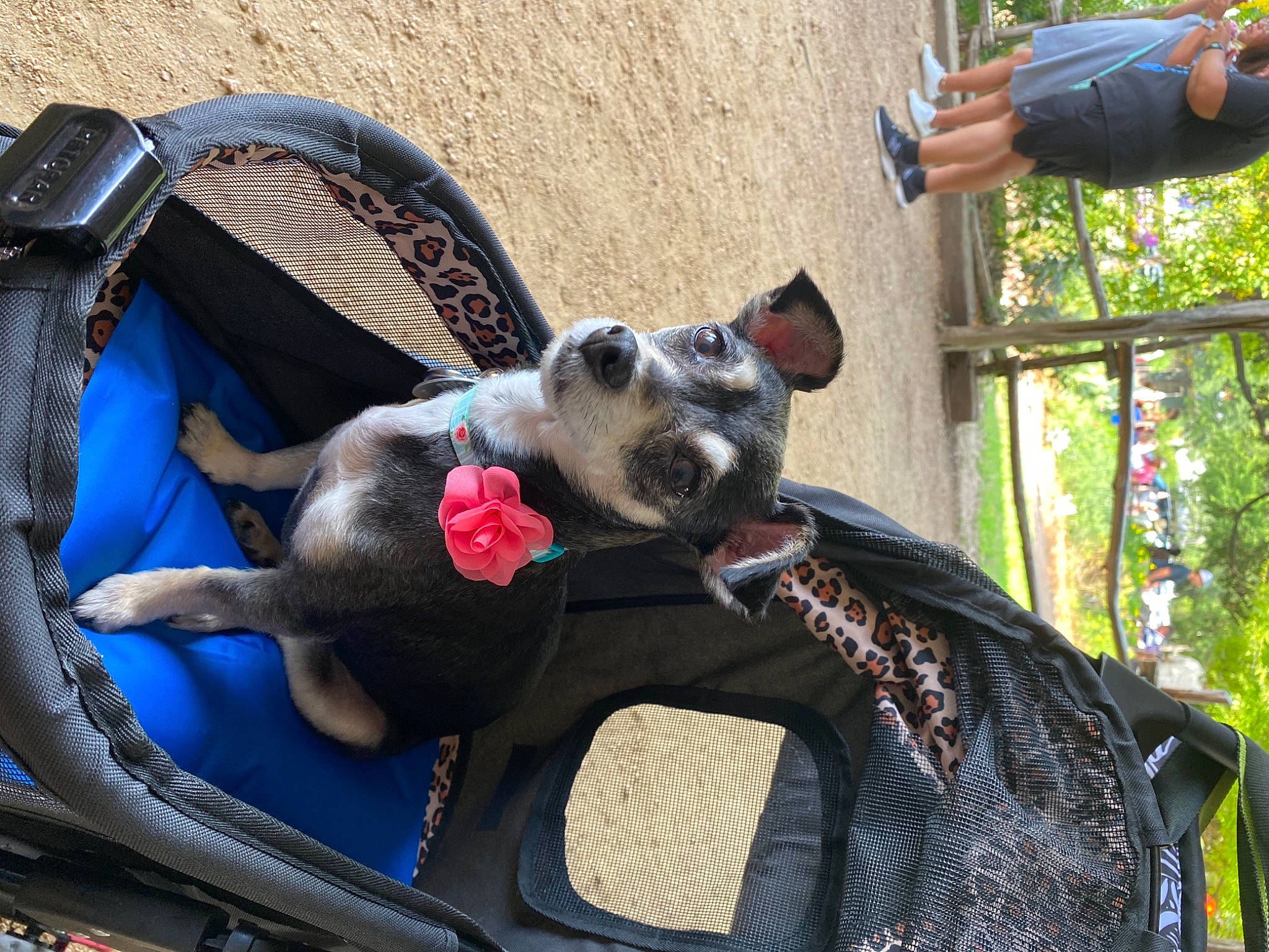 Bella joined the competition — help win amazing prizes! auto_part, canidae, carnivore, collar, companion_dog, dog, dog_breed, dog_collar, dog_supply, eyewear, fashion_accessory, fawn, fur, leash, motor_vehicle, snout, sporting_group, sunglasses, tree, working_animal