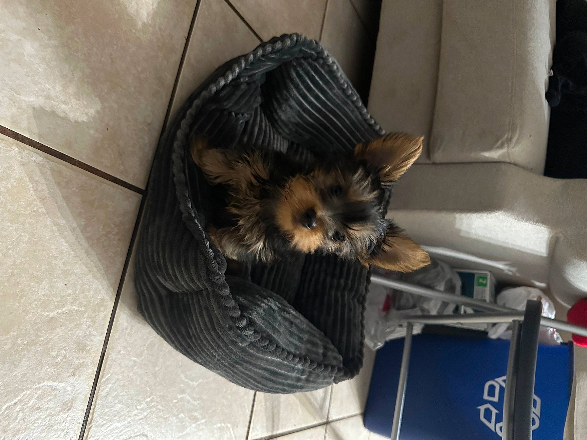 Toby is registered to the contest to win money with this photo: auto_part, automotive_tire, carnivore, comfort, companion_dog, dog, dog_breed, dog_supply, felidae, fender, flooring, fur, pet_supply, rim, small_terrier, small_to_medium_sized_cats, snout, sporting_group, toy_dog, whiskers